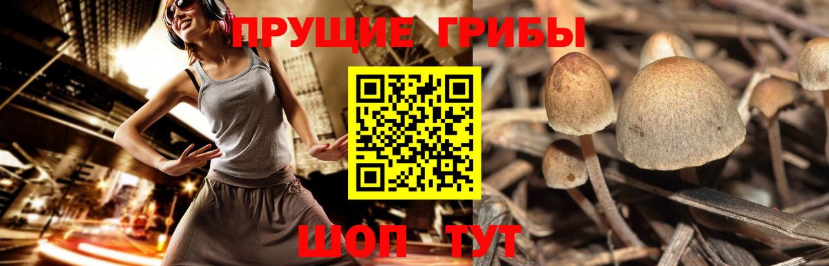 Малгобек  Псилоцибиновые грибы MAGIC MUSHROOMS  Вход с VPN 